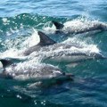 KAO I LjUDI: Majke delfina tepaju svojim potomcima