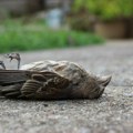 Puna polja mrtvih ptica i 19 uginulih srna kod Kikinde: Stručnjaci sumnjaju da je uzrok trovanje