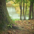 NALED: Srbiji nedostaje 200 miliona stabala drveća