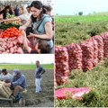 Svetski dan krompira u Srbiji Od manastira do čipsa, od Guče do izvoznih tržišta i skupštine