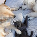 Najbolji krzneni cimeri: Pet rasa pasa koje se idealno slažu sa macama