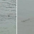 Usled bujičnih poplava na ulicama snimljena ajkula: Nezapamćena oluja odnela jedan život u SAD (video)