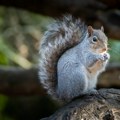 Invazivne vrste na jelovniku londonskog restorana: Sive veverice, japanski dvornik…