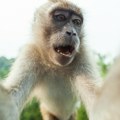 Majmun napravio selfi pa '''tražio'' autorska prava za sliku Sudija doneo konačnu presudu