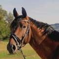 AP: Jedini azil za konje u Srbiji, u Lapovu, godinama se stara za desetine životinja