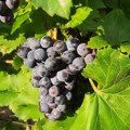 Nagli skok temperature vazduha usloviće pojavu štetočina u vinogradima (AUDIO)