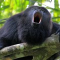 Užas u Meksiku: Majmuni mrtvi padaju sa drveća zbog jakog toplotnog talasa