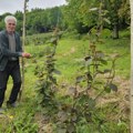 Čudo u selu kod Prijepolja! Milivoju niklo egzotično voće usred dvorišta: Ovo je dokaz da je sve moguće!