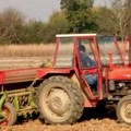 Pšenica iz Srbije osvaja Italiju i luku Konstanca: Poljoprivrednici očekuju mesečni izvoz od 100.000 tona
