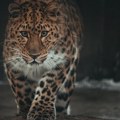 Prepao goste – leopard pobegao iz zoološkog vrta pa rešio da se smesti u hotel