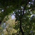 Šume kao štit grada: novi monitoring i milioni sadnica za zeleniji Beograd