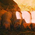 Stručnjaci za stočarstvo podeljeni: Jedni za afričku kugu svinja krive državu, drugi odgajivače