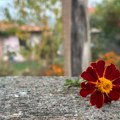 Danas promenljivo oblačno sa sunčanim periodima