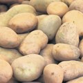 Krompir na pijacama do 150 dinara za kilogram