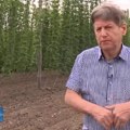 Zasadiš jednom, raste 15 godina, donosi bogatstvo: Ratislav uzgaja pravo "blago" od biljke, država daje 700.000 kao podsticaj