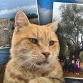 Jedi, uči, nazdravljaj: Drvo masline staro 300 godina i mačka koja ima Instagram: Jesen u izmiru i Bodrumu obojena tradicijom…