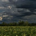 Kiša i zahlađenje zahvatili Bačku, večeras će pljuštati u većem delu Srbije