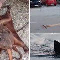 Baka u Dalmaciji pošla da lovi hobotnice pa postala hit zbog reakcije kada se pored nje stvorila prava morska neman (video)