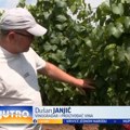 Dok jedni čekaju kišu, drugi žele što više sunčanih dana: Leskovčani očekuju odlično vino VIDEO