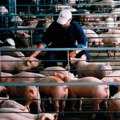 Epidemija afričke kuge svinja: Tri zaražena okruga i više od 1.500 eutanaziranih životinja