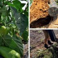 Kod ove metode sadnje nema plevljenja, kopanja, oranja... Paprika udvostručava prinos, a korova nigde, i sve organski evo i…