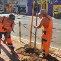 JKP Mediana: Uređenje zelenih površina