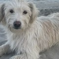 Na Svetski dan životinja udomljen pas koji je čuvao obalu Dunava: Beli posle teškog života pronašao topli dom