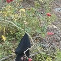 (Foto) Misterija: Prvo smo u Srbiji imali ženski donji veš razbacan po drveću, sad po Crnoj Gori vise silne cipele na štiklu…