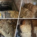 Velika akcija policije u Pančevu: U Kovinu u magacinu našli 1.248 kilograma sušenog duvana