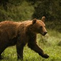 Banja u šumi: Medvedi se opustili uz kupanje i ples /video/
