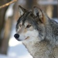 Holandija našla rešenje kako da se brani od vukova: Vlasti saopštile metodu, hitno se oglasili iz organizacije za divlje…