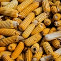Tržište kukuruza na udaru loših vijesti iz SAD-a
