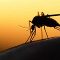 Naglo porasla stopa denga groznice u Evropi