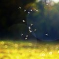 Najezda komaraca u Osijeku, zaprašivanje košta skoro dva miliona evra