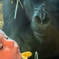 Prišla im je, a onda... Ogromna gorila se stvorila ispred mame sa bebom, ljudi u neverici zbog onog što je životinja uradila…