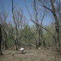 Велика Британија позвала амбасадора Русије на разговор због повреде ваздушног простора НАТО-а