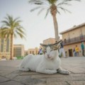 Hiljade kućnih ljubimaca napušteno u Dubaiju dok vlasnici beže zbog rata u Iranu