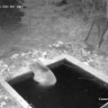 "Spa za medvede" Kamere snimile nesvakidašnji prizor! Ovako zveri uživaju na Jadovniku, kao u pravoj banji, meda se napio vode…
