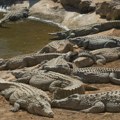 Dečaka nepoznati muškarac bacio među krokodile u zoo vrtu: Prošao je pet operacija, stanje i dalje neizvesno, roditelji se…