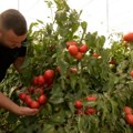 Izuzetan rod i kvalitet paradajza u leskovačkoj koltlini, cena ispod očekivanja