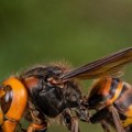 Ne trošite novac na sprejeve: Ovih pet biljaka prirodno tera ose i stršljenove