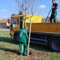 U toku akcija "Sadimo sada za budućnost Novog Sada"