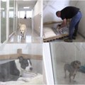 Vlasnici kućnih ljubimaca mirno mogu na put u hotelu za pse u Pančevu psi će se osećati kao kod kuće