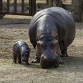 VIDEO: U Zoo vrtu u Edinburgu na svet stigla beba retkog patuljastog nilskog konja