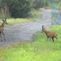 Sve češća pojava srna između sela Zlokućane i Jašunja