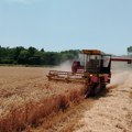 Žetva žita za vrućinu ne pita Ratari samo vezu po njivama u Šumadiji