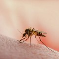 Deset slučajeva groznice Zapadnog Nila u Srbiji