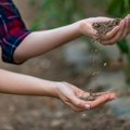Potrebni su joj samo sunce i kiša, kosi se i do 6 puta, a cena dobra: Ova biljka je spas za ratare i stočare
