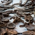 Fosil dinosaurusa „Džodiˮ prodat za 47,3 miliona dolara na aukciji u Njujorku