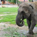 Evo ko je bila slonica Tvigi: U Srbiju stigla nakon što je ubila čuvara u Holandiji, obožavala bundeve, a zbog ovoga je bila…